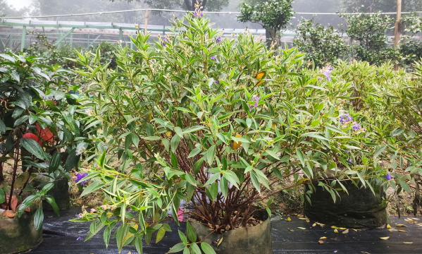 喜迎二十大|重庆南山植物园成功引种野牡丹科植物